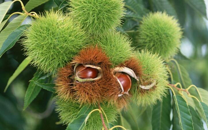 承德神栗食品股份有限公司