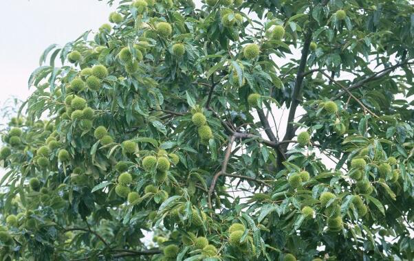 唐山广野食品集团有限公司